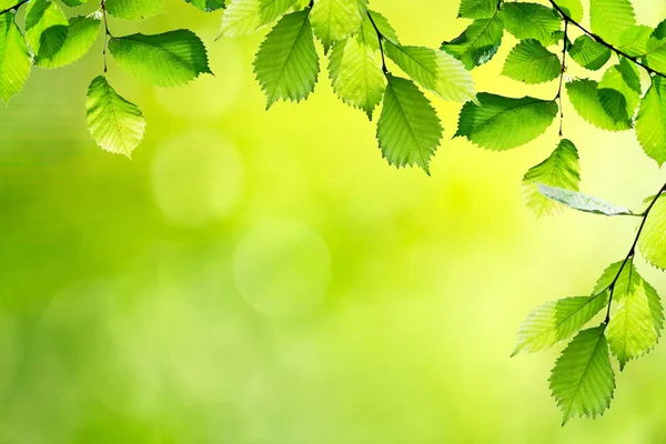 Frunze verzi proaspete — Fotografie, imagine de stoc