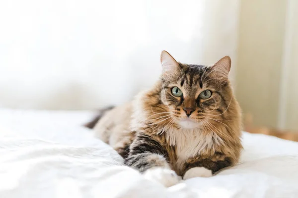 Roztomilý šedá kočka — Stock fotografie