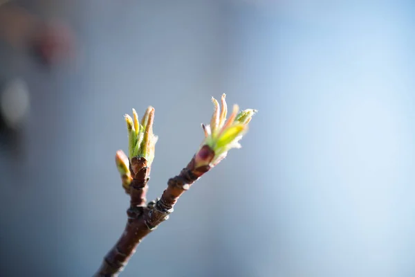 Botões de árvore na primavera — Fotografia de Stock