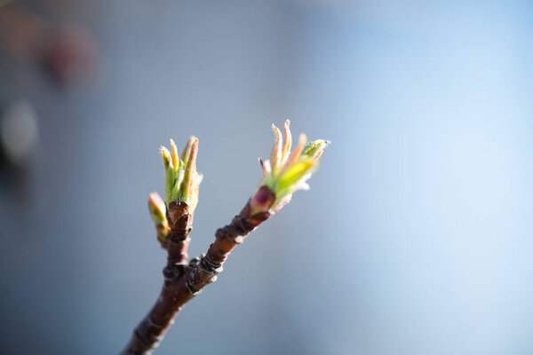 tree buds in spring