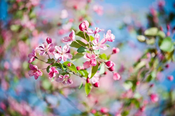 Rama floreciente del manzano — Foto de Stock