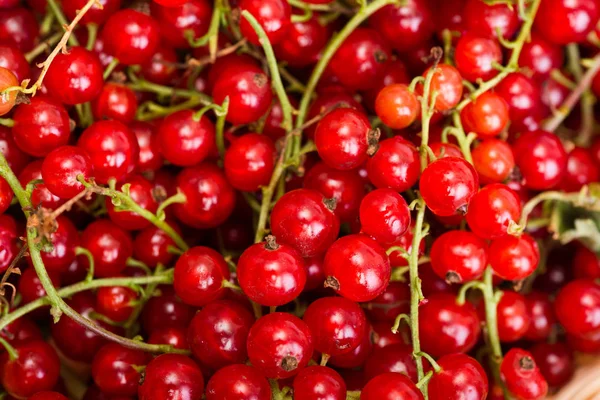 Red currant berrys — Stock Photo, Image