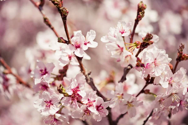 リンゴの木の開花枝 — ストック写真