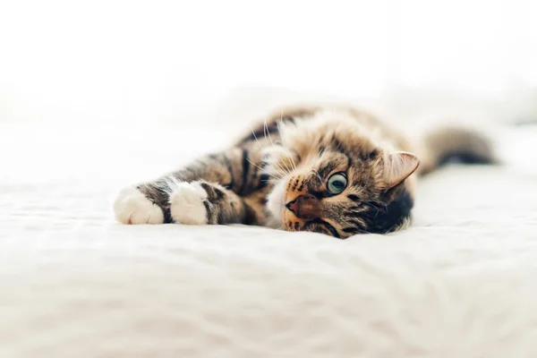 Cute grey cat — Stock Photo, Image