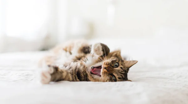Carino piccolo gatto sbadigliare — Foto Stock