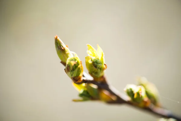 Tree buds in spring — Stock Photo, Image