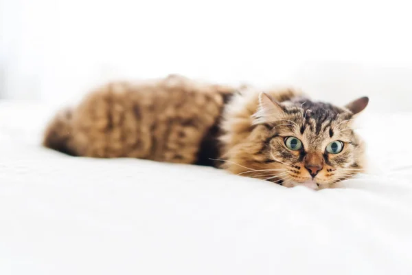 Gato assustado em branco — Fotografia de Stock