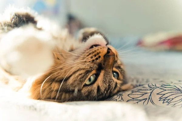 Gato cinzento bonito — Fotografia de Stock