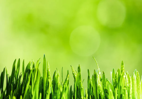 Ung gräs med dagg — Stockfoto