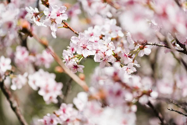 リンゴの木の開花枝 — ストック写真