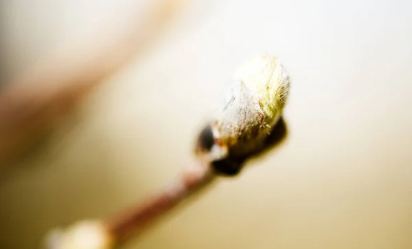 Ağaç bahar tomurcukları — Stok fotoğraf