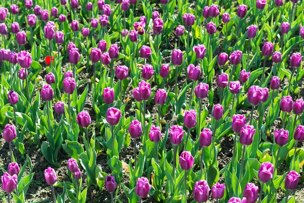 Indah bidang tulip — Stok Foto