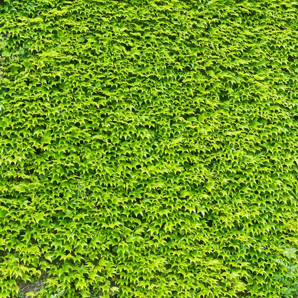 Ivy leaves wall — Stock Photo, Image