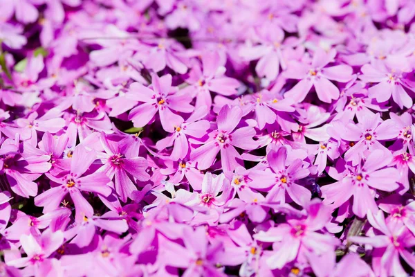 Beautiful pink flowers — Stock Photo, Image