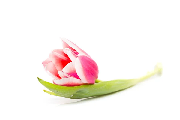Рожевий тюльпан з листям Стокова Картинка