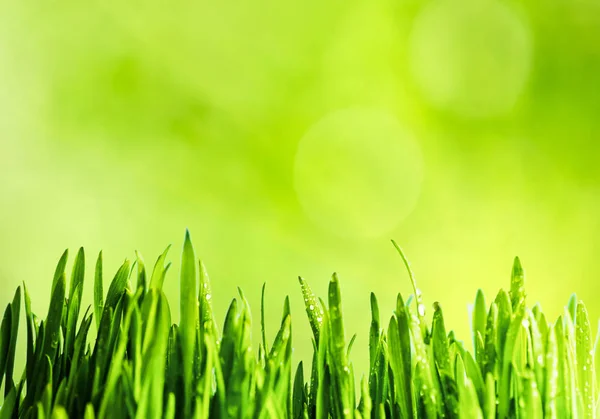 Frisches grünes Gras Stockbild