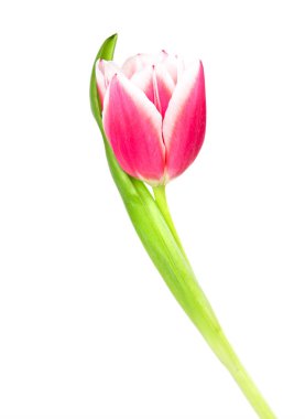 Pembe Lale ile yaprakları