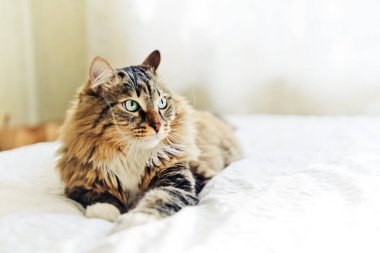 şirin Gri kedi