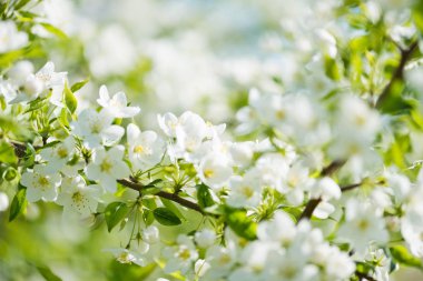 Elma ağacının çiçek açan dalı