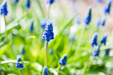 Muscari çiçekler bahar bahçe