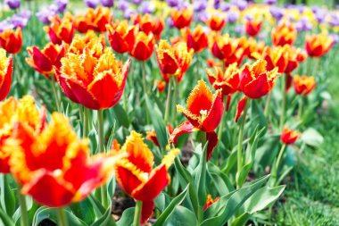 güzel bir Lale alan 