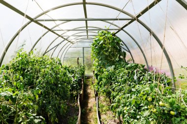 plastik örtülü sera