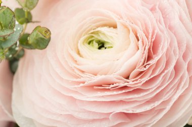 pembe ranunculus çiçeği