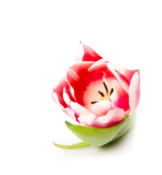 Rosa Tulpe mit Blättern — Stockfoto