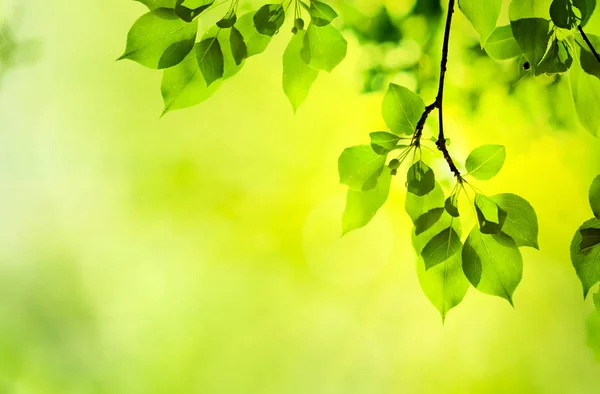 Hojas verdes frescas —  Fotos de Stock