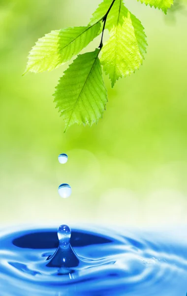 Water drops falling from leaf — Stock Photo, Image
