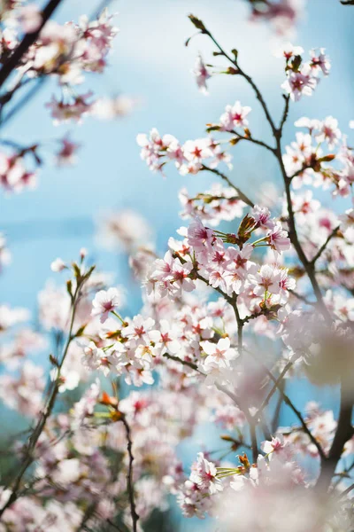 リンゴの木の開花枝 — ストック写真