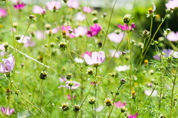 Blomstrende kosmos blomster – stockfoto