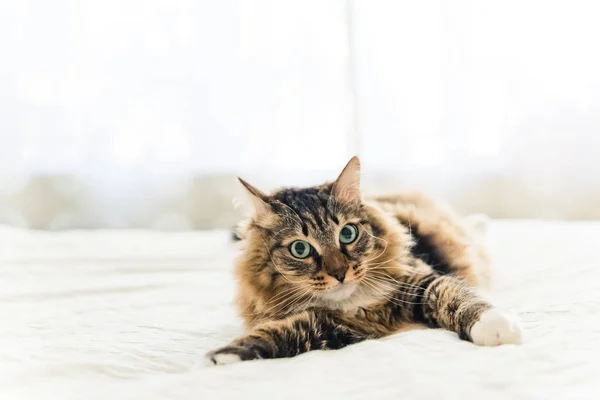 Lindo gato gris — Foto de Stock