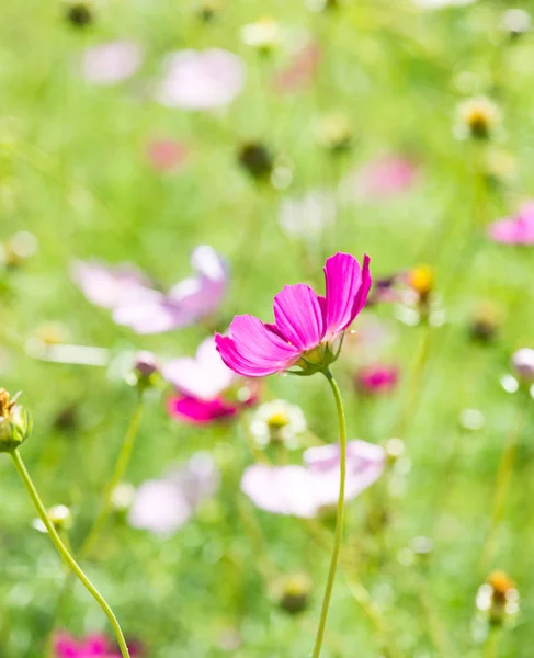 Blooming cosmos flowers — Stock Photo, Image