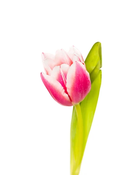 Tulipán rosa con hojas — Foto de Stock