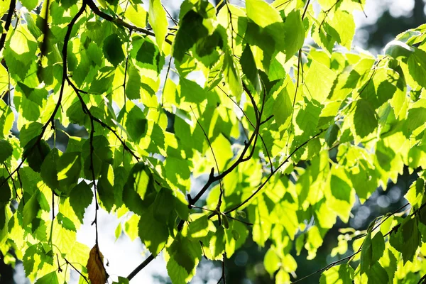 Feuilles vertes sur les branches — Photo