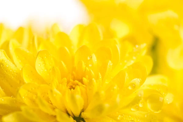 Gele bloem aster — Stockfoto