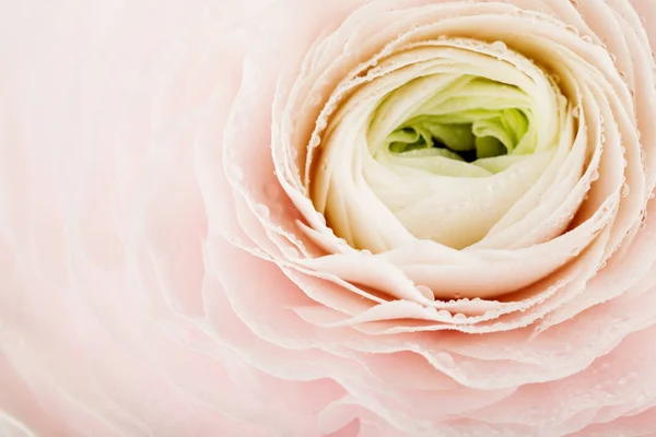 Rose fleur de ranunculus — Photo