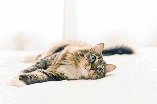 Lindo gato gris — Foto de Stock