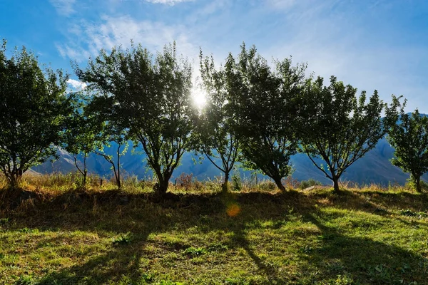 Reihe sonnenbeschienener Bäume — Stockfoto