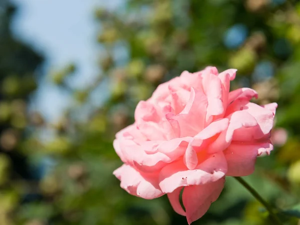 Fleur rose fleurie — Photo