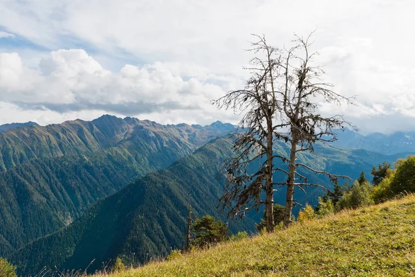 Bergen landschap met oude bomen — Stockfoto