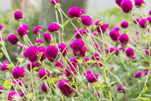 Flores cor de rosa na grama verde — Fotografia de Stock