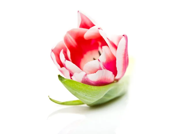 Fechar Tulipa Rosa Isolada Fundo Branco — Fotografia de Stock