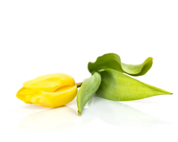 Closeup Yellow Tulip Isolated White Background — Stock Photo, Image