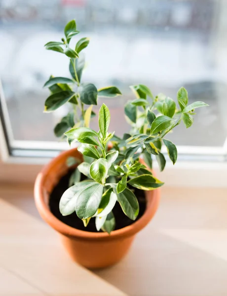 Pequeño Árbol Alféizar Ventana Primer Plano Calamondina Maceta — Foto de Stock