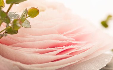 Pembe Düğünçiçeği çiçek yaprakları, seçici odak üstünde su damlaları ile