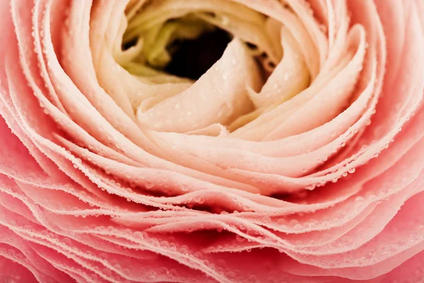 Рожевий Ranunculus Квітка Краплі Води Пелюстках Вибіркове Фокус — стокове фото