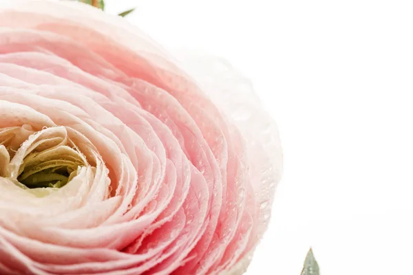 Roze Ranunculus Bloem Met Waterdruppels Bloemblaadjes Geïsoleerd Wit — Stockfoto