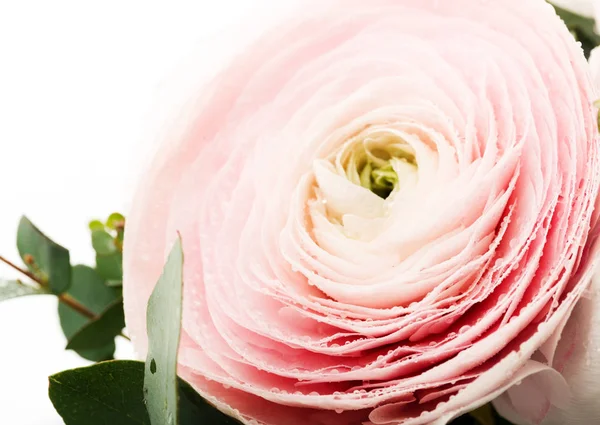 Roze Ranunculus Bloem Met Waterdruppels Bloemblaadjes Geïsoleerd Wit — Stockfoto